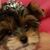 Tammy Woodall's profile image
