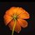 Lindsay Deringer's profile image