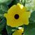 Elaine Gebert Williams's profile image