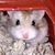 G Noc Paparo's profile image