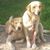 Elisabeth Mpv Bordados's profile image