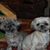 Debbie Horn's profile image