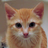 Julie G.'s profile image