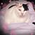 Silvia Elena Brenes Rodriguez's profile image