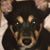 Sole Renteria's profile image