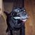 Kurt Sivak's profile image