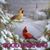 Vicki L. Graham Evans's profile image