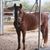Pam Williams's profile image
