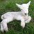 Dorothy Jun Anderson's profile image