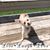 Dottie Vitiello Lane's profile image
