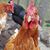 Heather VanMiddendorp's profile image