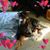 Debbie Harms's profile image