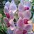 Paula Williams's profile image