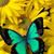 Kay Lichak's profile image
