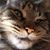 Dawn Lemerise's profile image