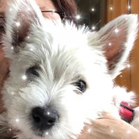 Julie Hentges Winkler's profile image