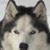 Susan Buffenmeyer Friend's profile image