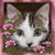 Jessica M. Grube's profile image