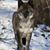 Tracy Hoskins's profile image