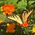Nicky Jacobson's profile image