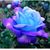 Karen Wilson's profile image