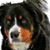 Bruno Desjardins's profile image
