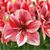 Pam Langham's profile image