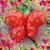 Susan Jackson Burch's profile image