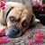 Phyllis S Mangiola's profile image