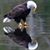 Don Camp's profile image