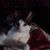 Charlotte Rich's profile image