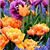 Regina Del Pizzo's profile image