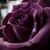 Cindy Hudak's profile image