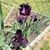 Cheryl Graham Cook's profile image