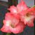 Tracey Leigh's profile image