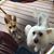 Deb Dales Saylor's profile image