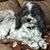Carol Dahlvig Fedder's profile image