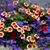 Joan Wolgemuth Buckwalter's profile image