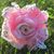 Mary Sue Metzger's profile image