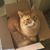 Sarah Laughlin Crawford's profile image