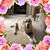 Elizabeth Lynn's profile image
