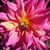 Caroline Rose's profile image