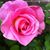 Cathy Green's profile image