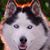 Henry Goren's profile image