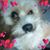 Trisha Purcell Bowler's profile image
