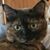 Angelina Yanick's profile image