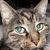 Kirk Wallander's profile image