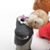 Papier Mache Tete's profile image