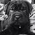 Arley Dub's profile image
