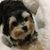 Dana Waltenburg Fox's profile image